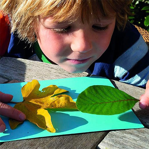 Child holding leaves over cyanotype paper with a blue background